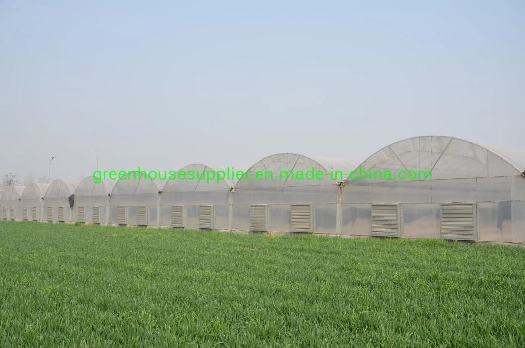 Cheap Multi-Span/Single Span Commercial Tunnel Plastic Film Glass Polycarbonate Farm Agriculture Greenhouse with Seedbed Hydroponic for Tomato Strawberry