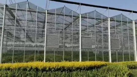 Barato Multi-Span/Single Span Túnel comercial Película plástica Vidrio Policarbonato Granja Agricultura Invernadero con semillero Hidropónico para tomate Fresa