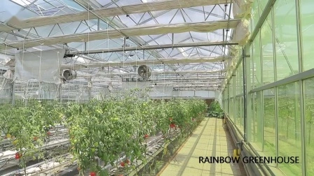 Multi-Span Tipo Venlo Producción de vidrio/Comercial/ Invernadero agrícola Invernadero para lechuga Tomate/ Fresa/ Flor con sistema de plantación hidropónica